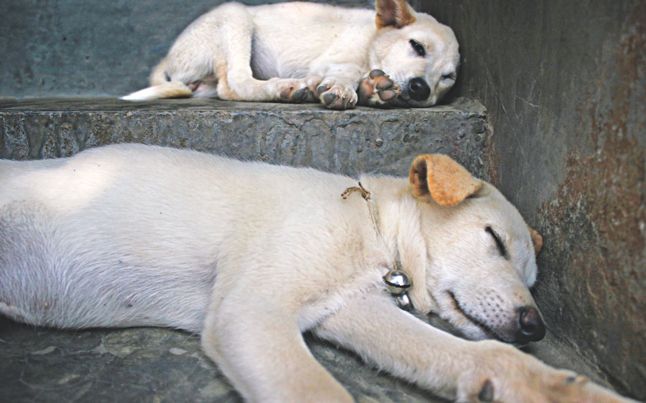 A dog sees Dhaka