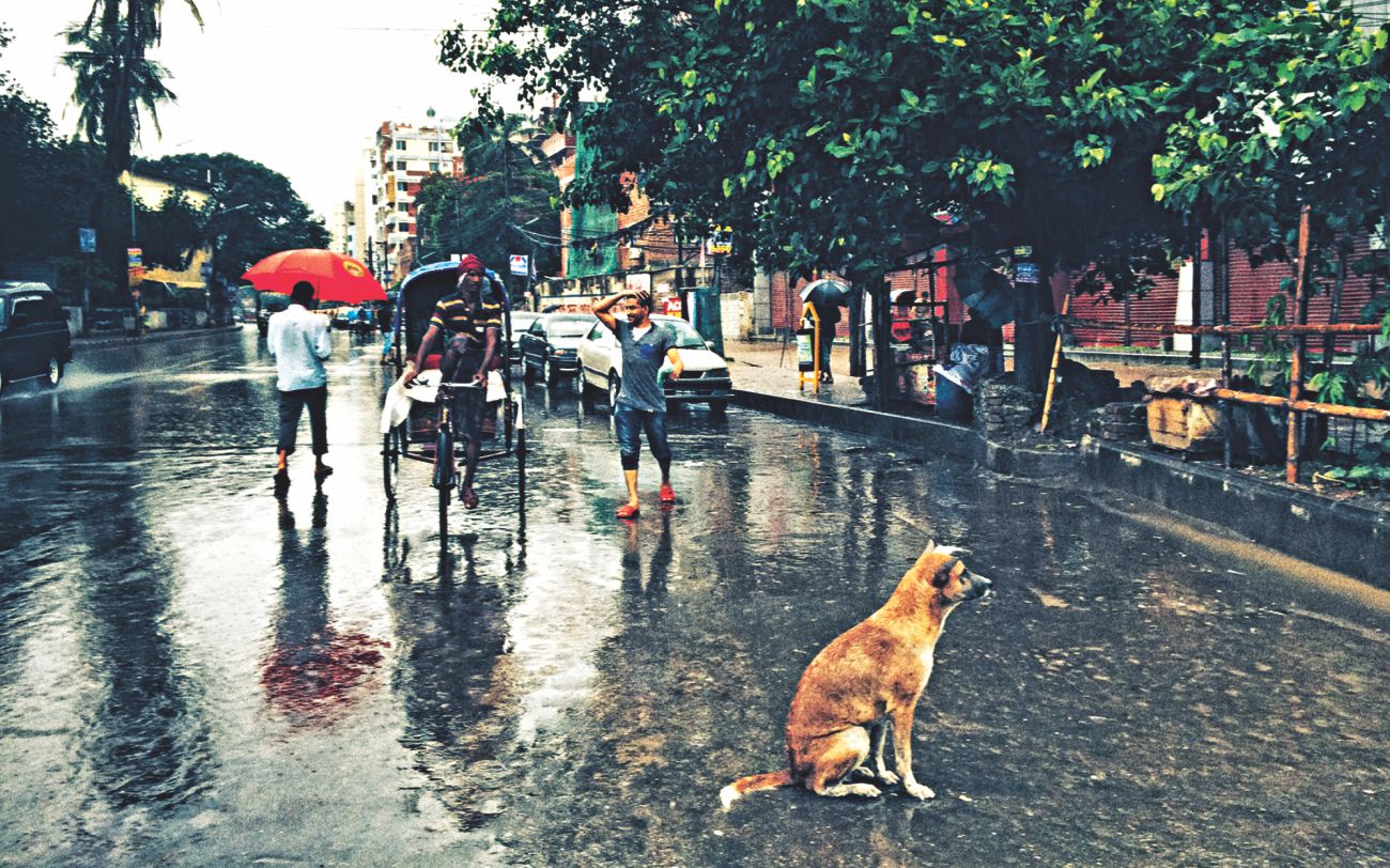 A dog sees Dhaka