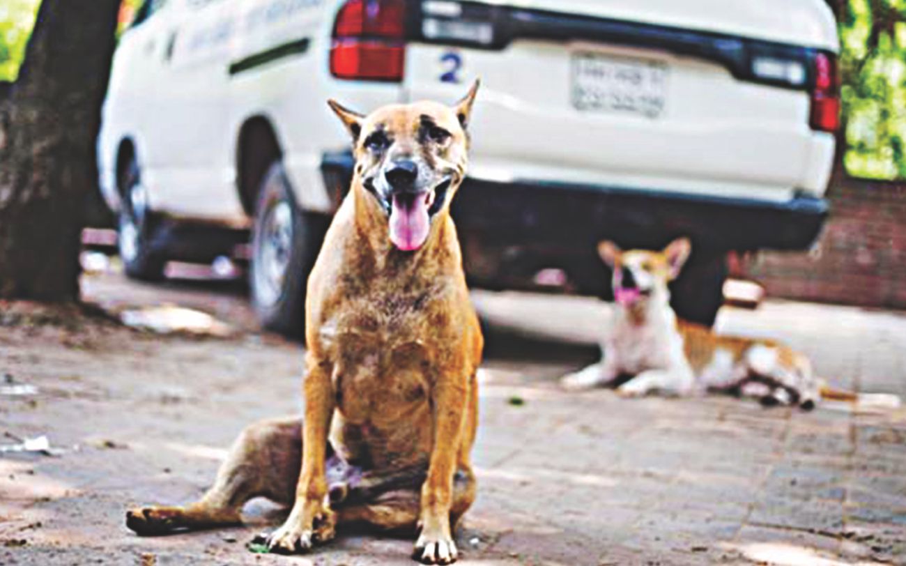 A dog sees Dhaka