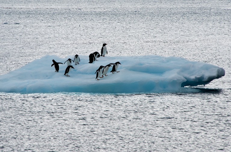 Antarctica-penguins-afp (1).jpg
