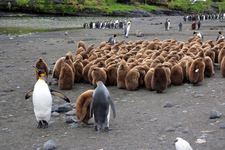Antarctica-penguins-afp (2).jpg