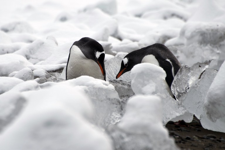 Antarctica-penguins-afp (4).jpg