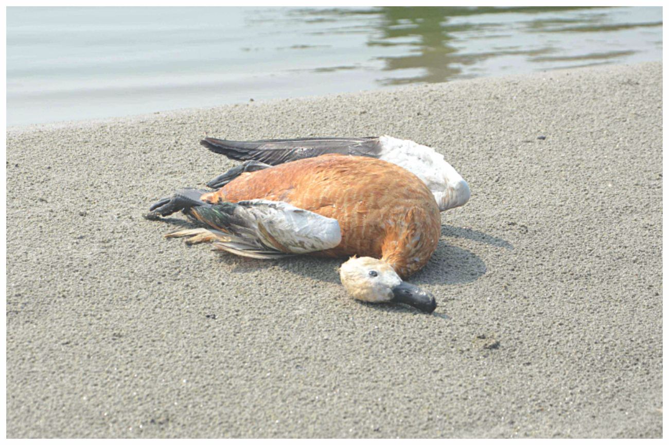 bird1.jpg