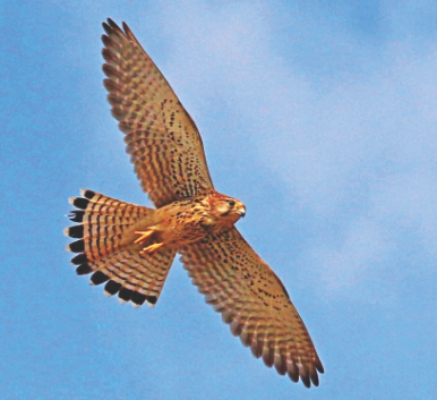 bird 1.jpg