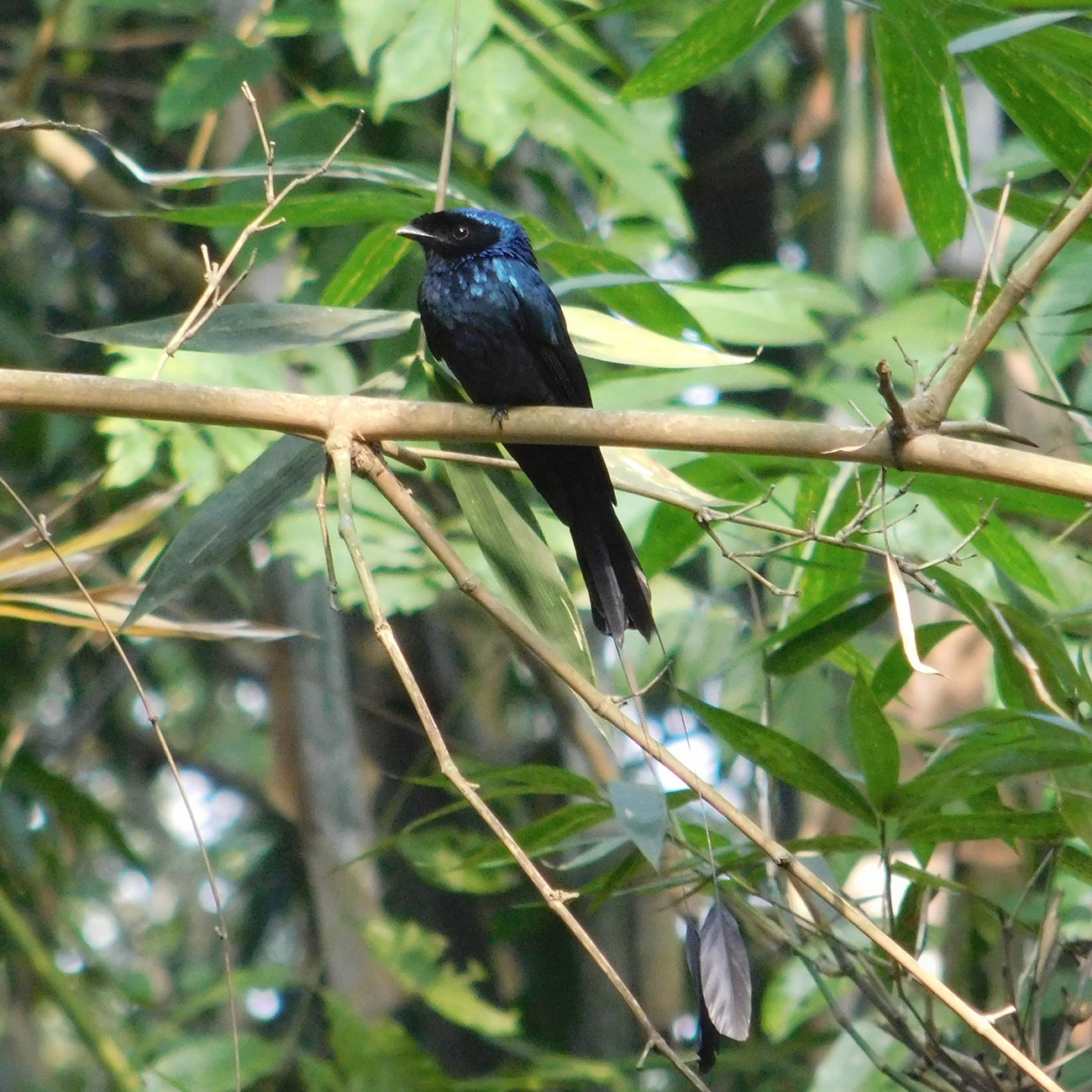 bogura-bird.jpg