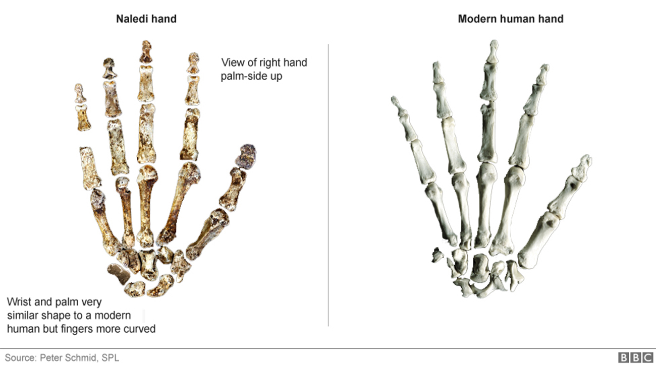 bones 4.jpg