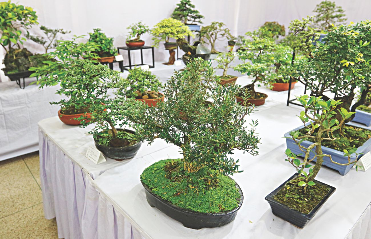 bonsai1.jpg