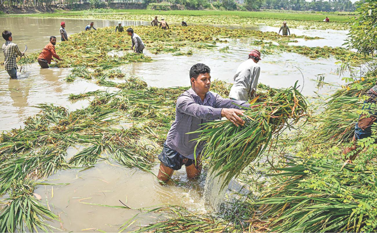 boro_harvest_1.jpg