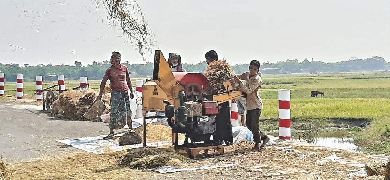 boro_harvest_1_0.jpg
