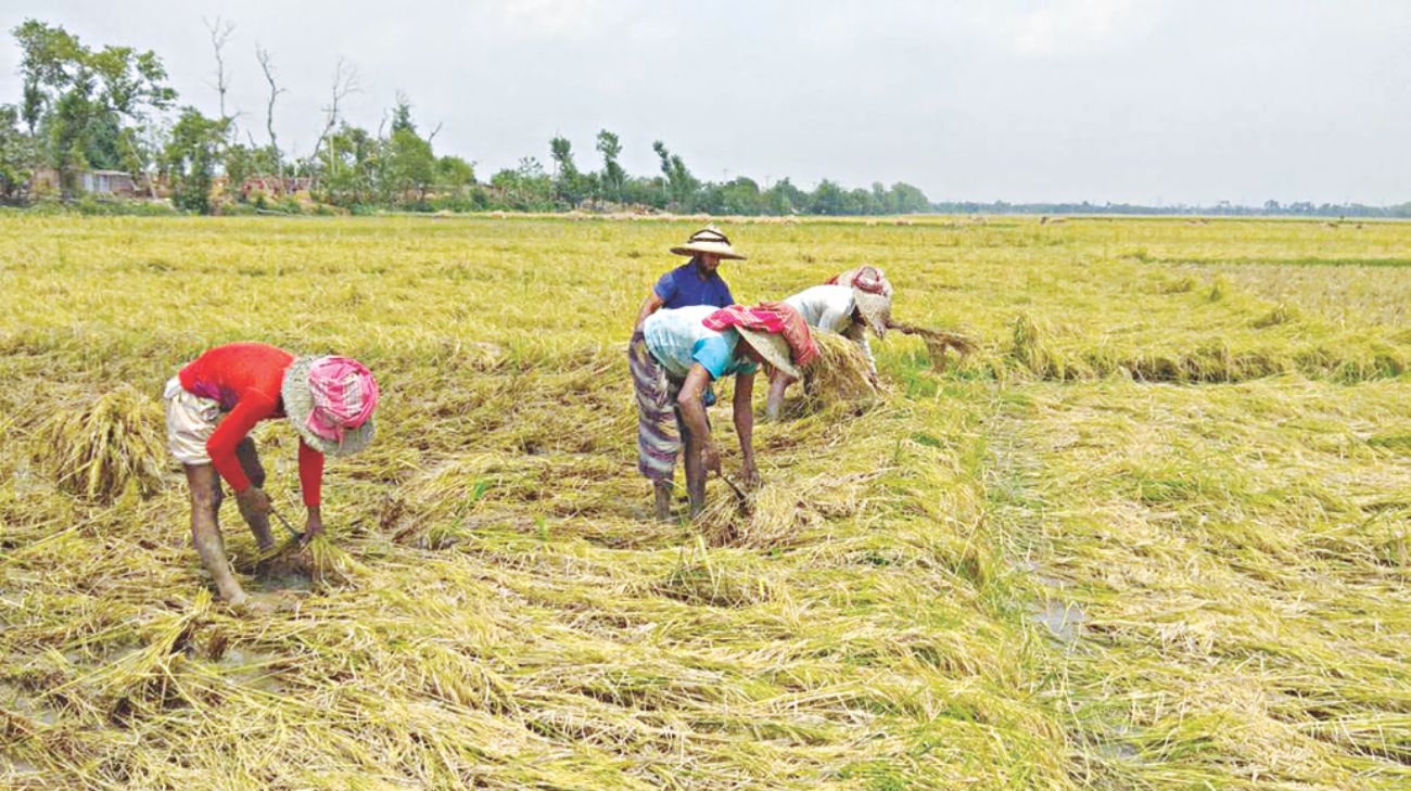 boro_harvest_2.jpg
