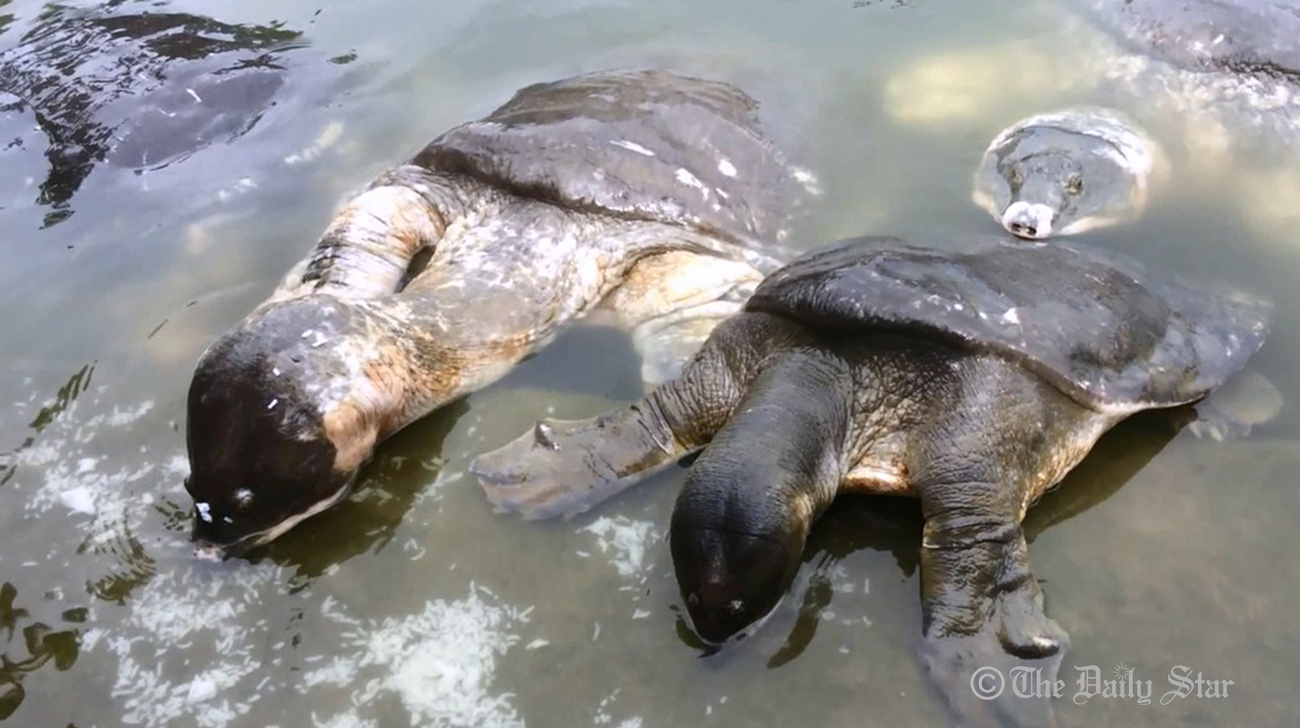 Bostami-turtles-2.jpg