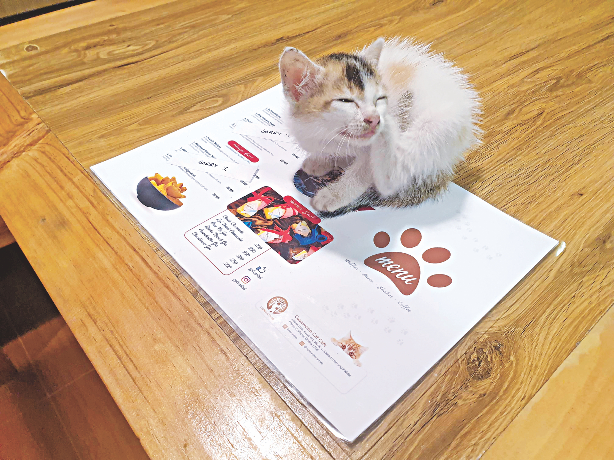 capawcino_cat_cafe_3.jpg