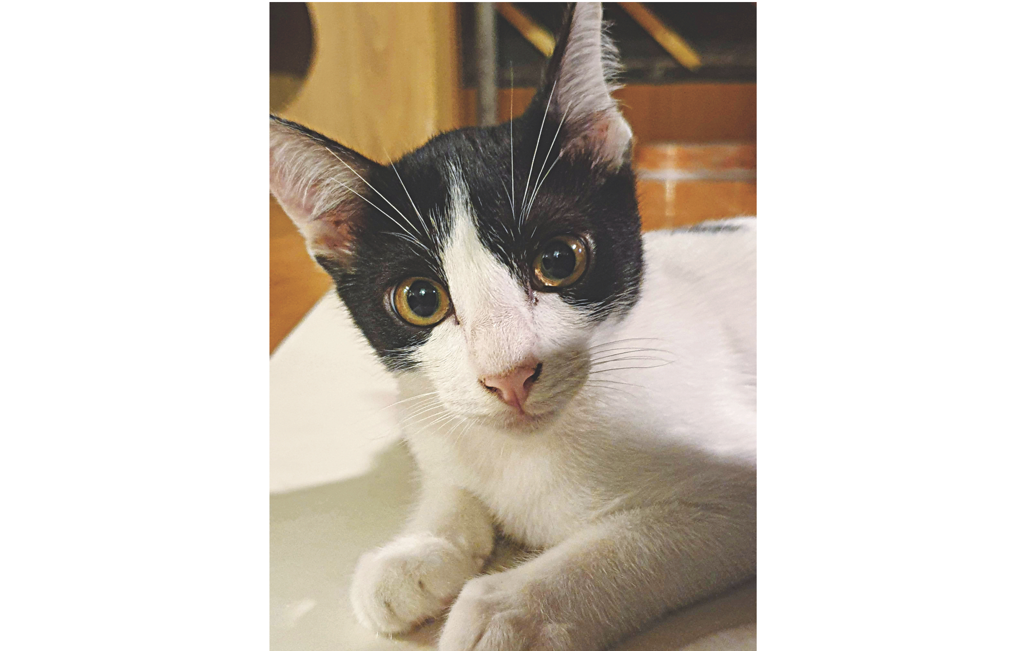 capawcino_cat_cafe_4.jpg
