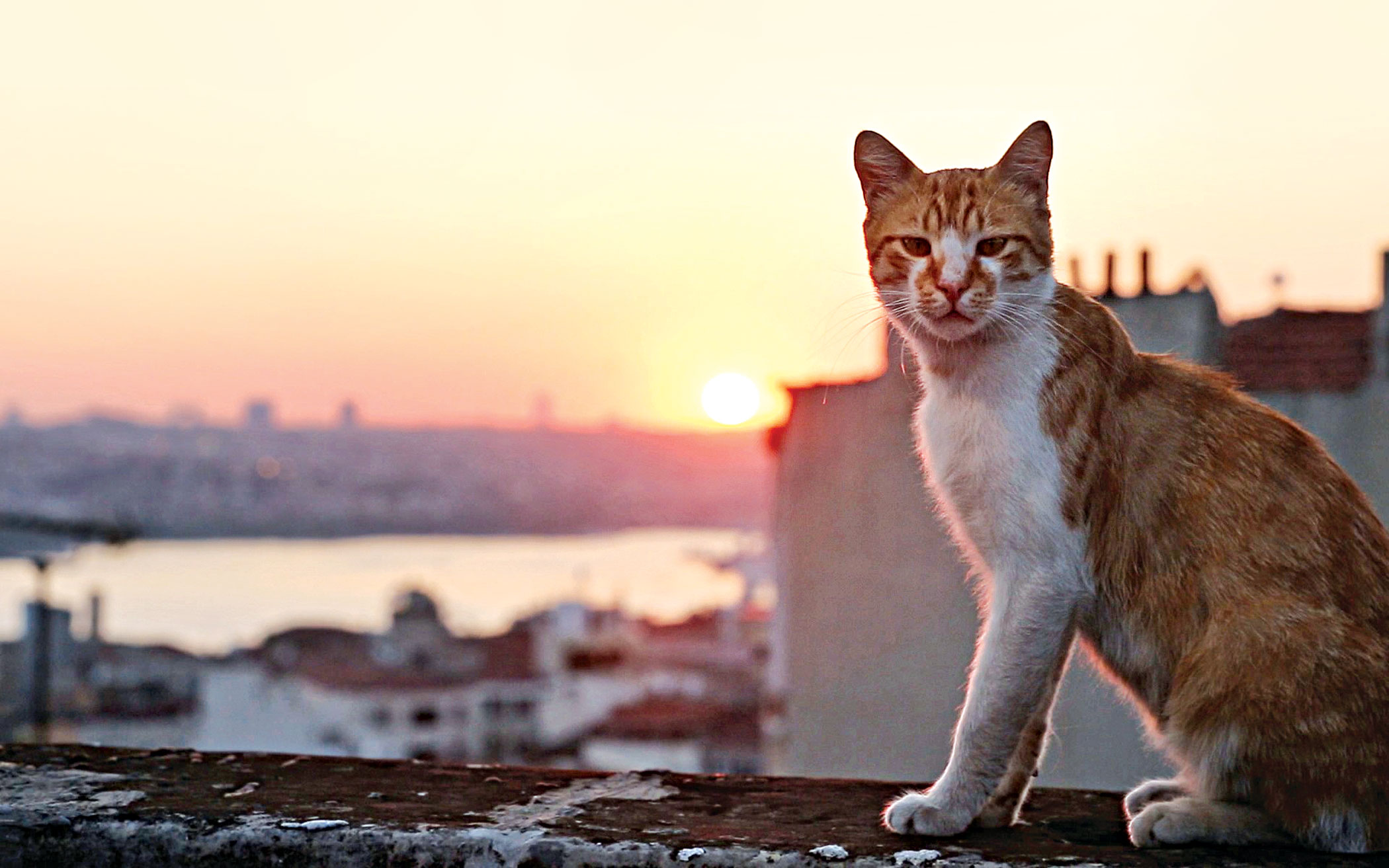 cat_9.jpg