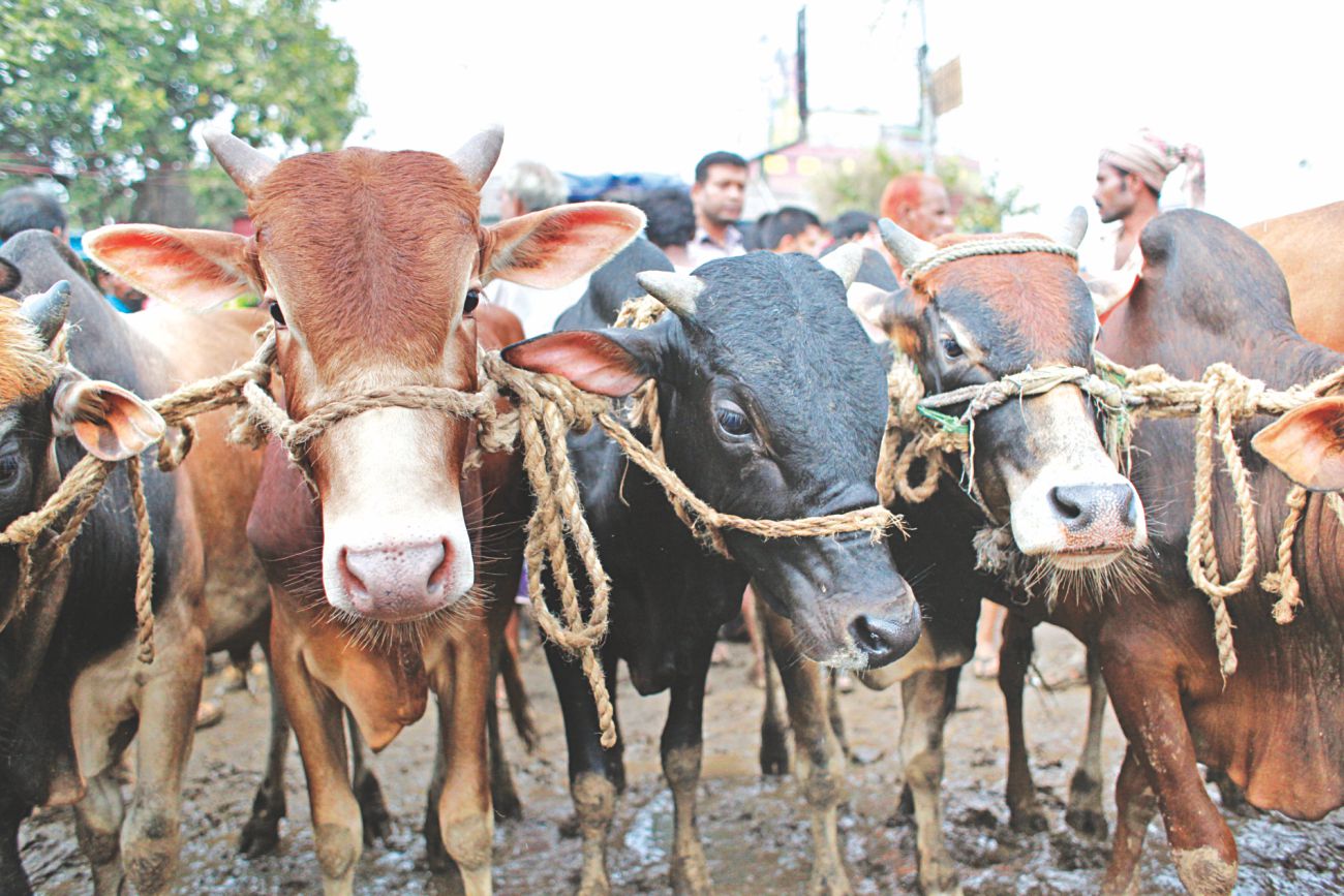 Cattle