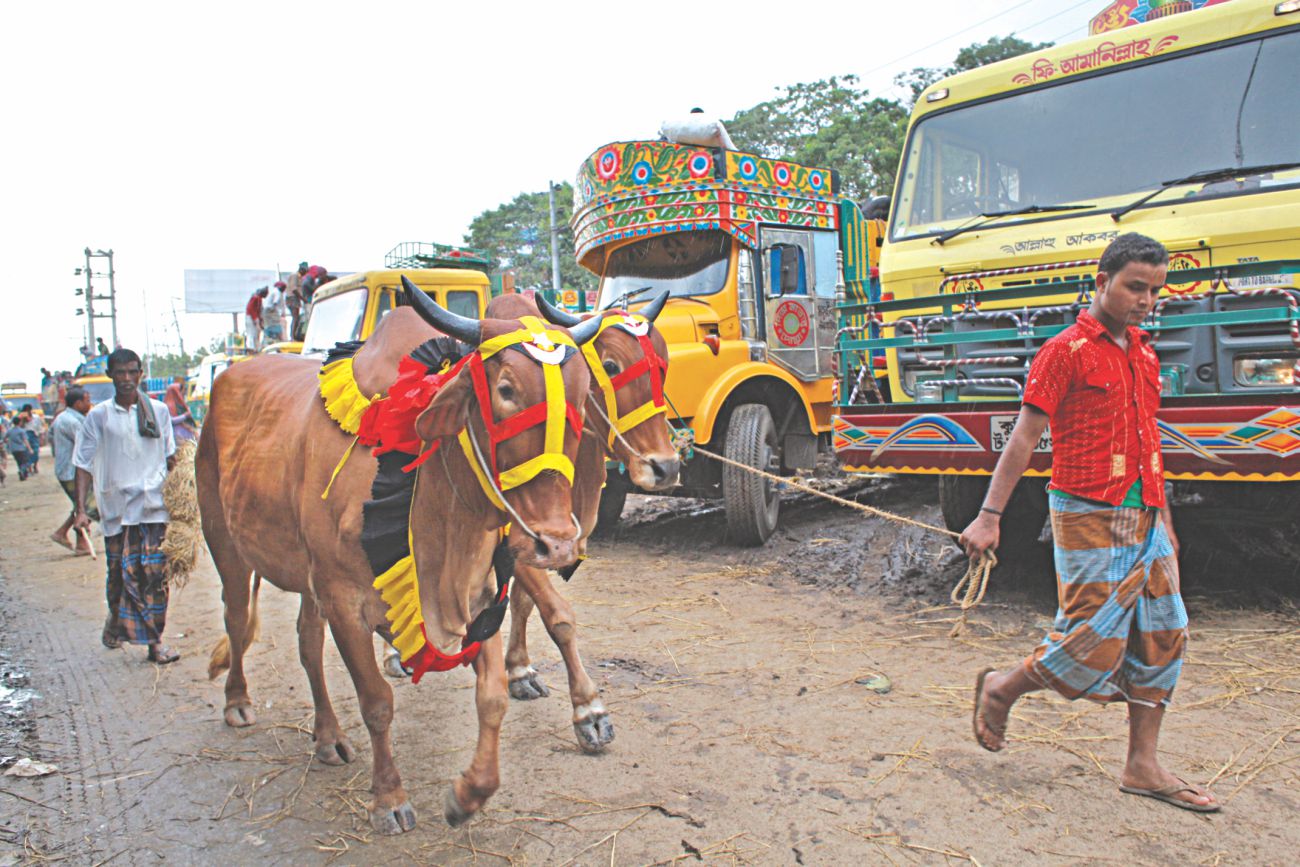 Cattle