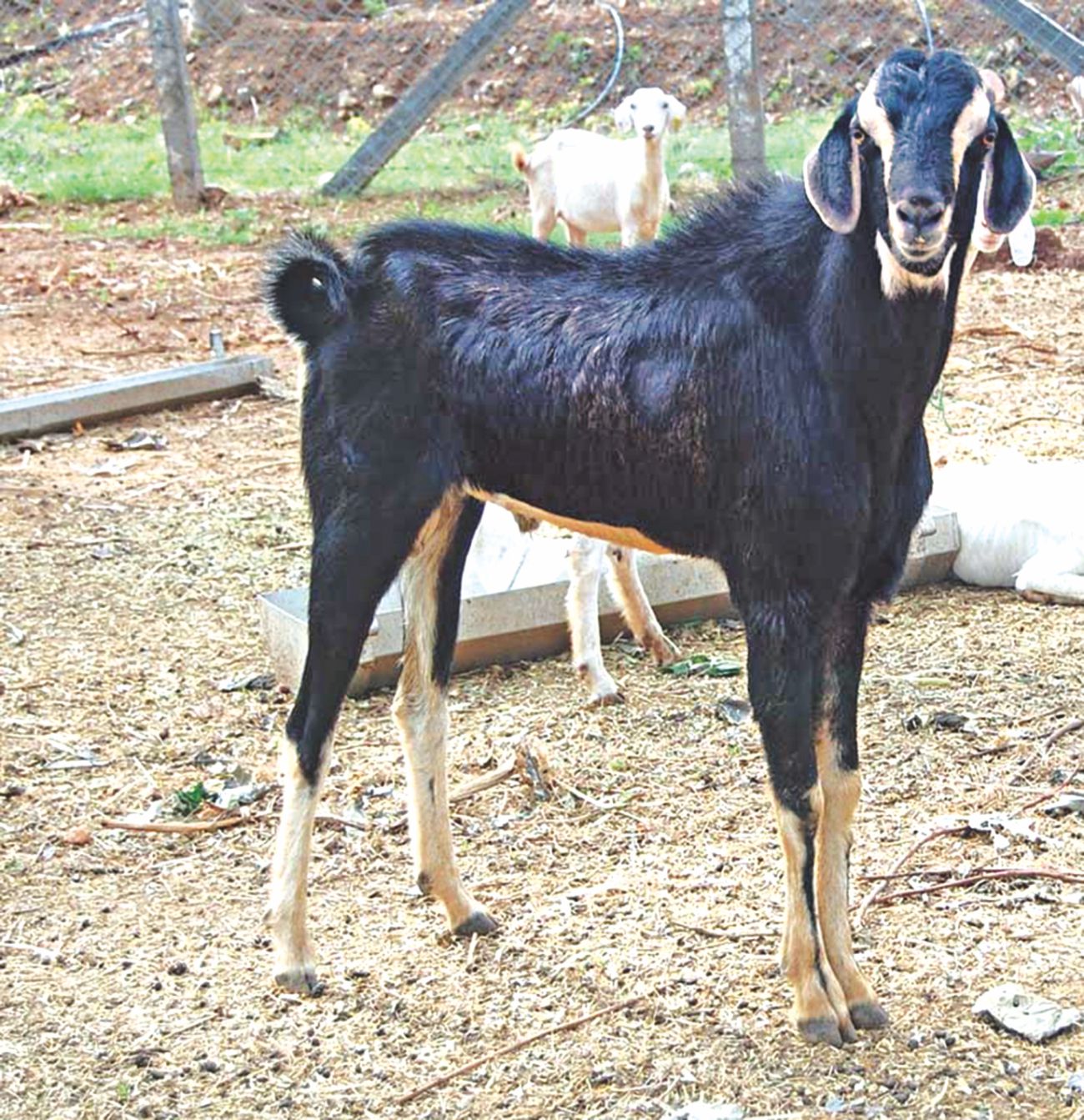 Cattle 05.jpg