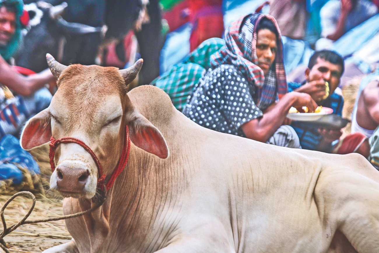 cattle_markets_2.jpg