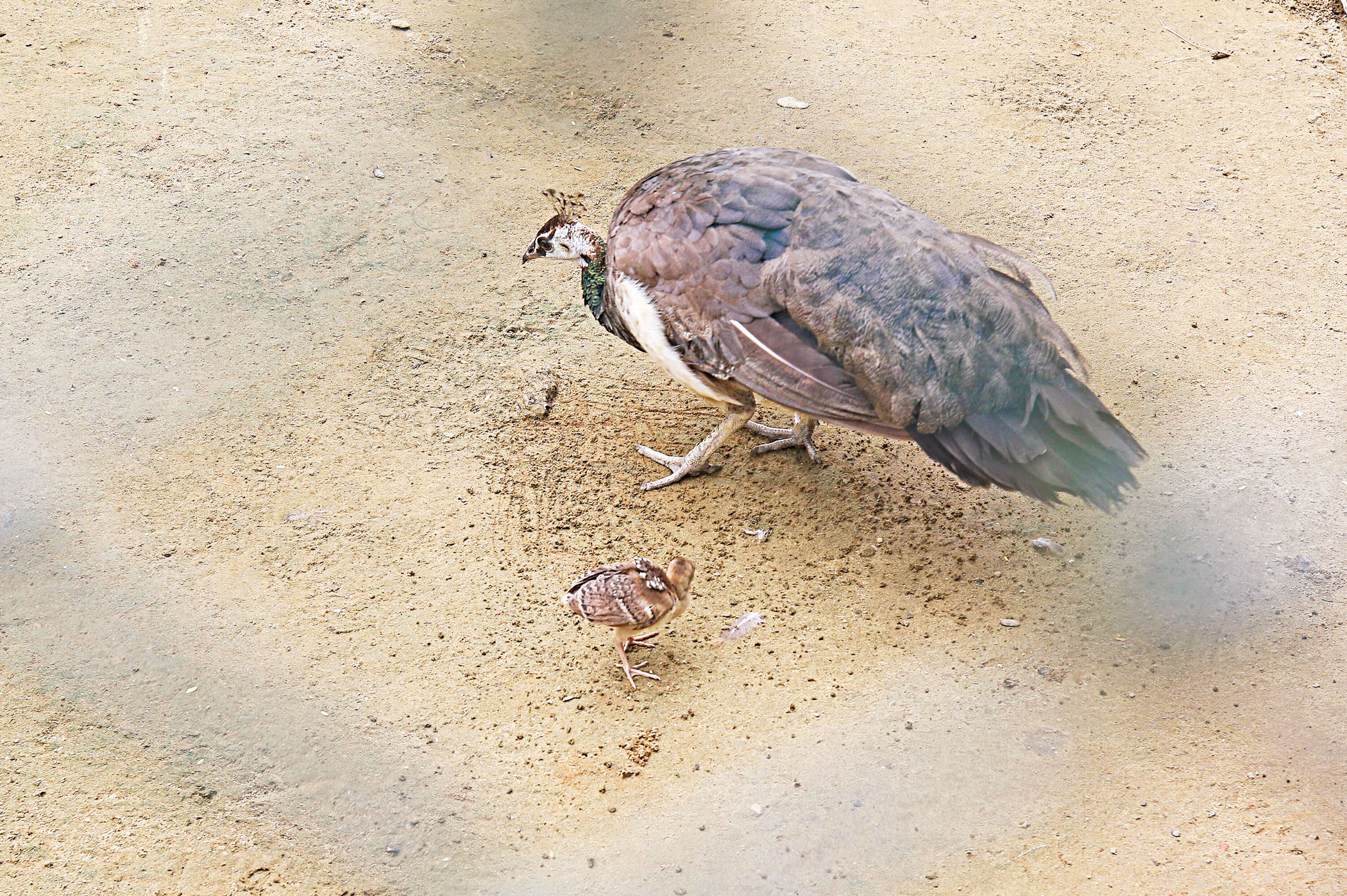 chattogram-zoo-2.jpg