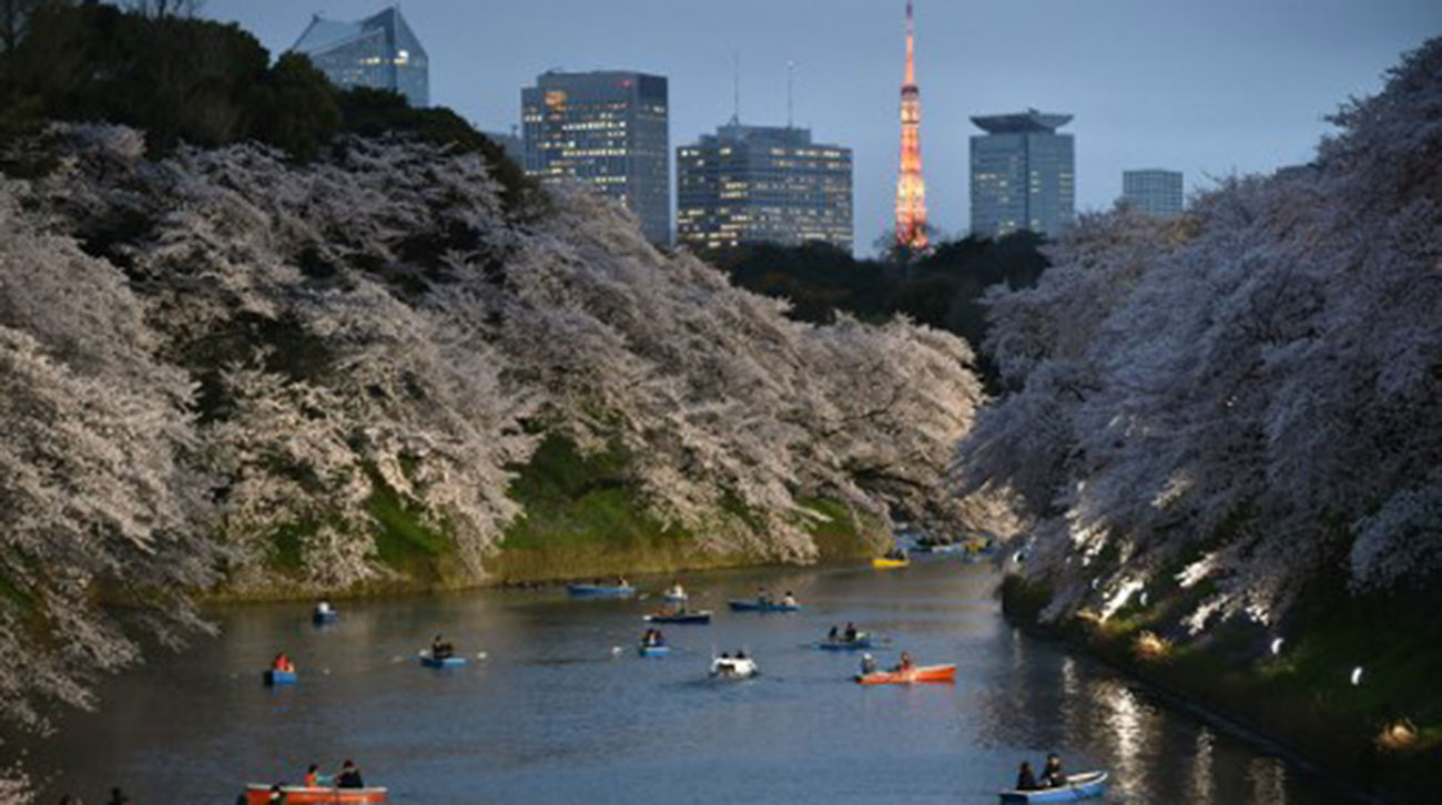 cherry-blossoms.jpg