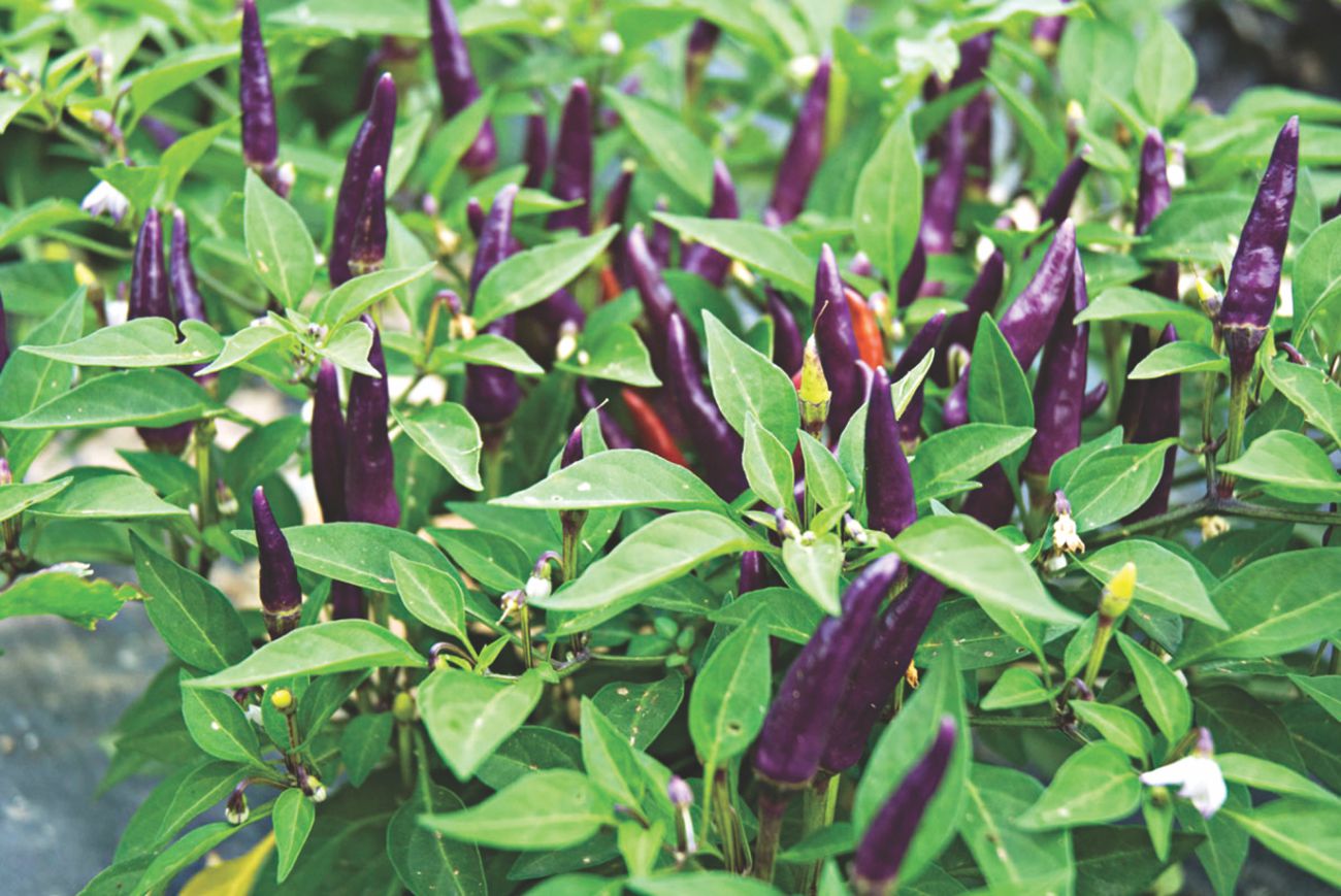 chilli pepper