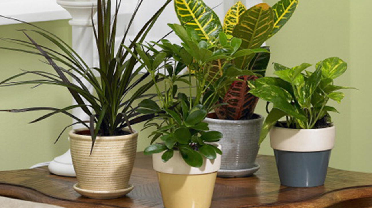 container-gardening-1.jpg