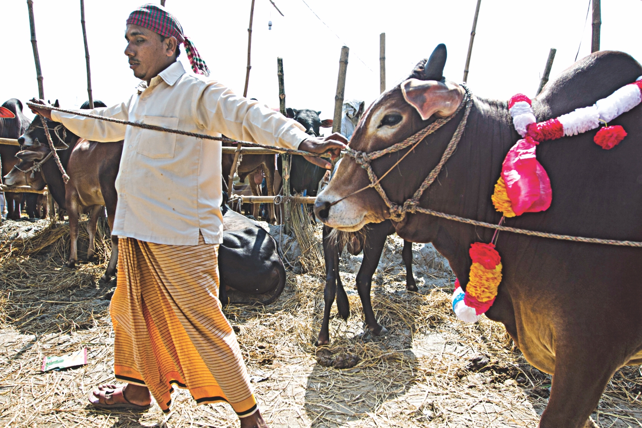 cow2_2.jpg