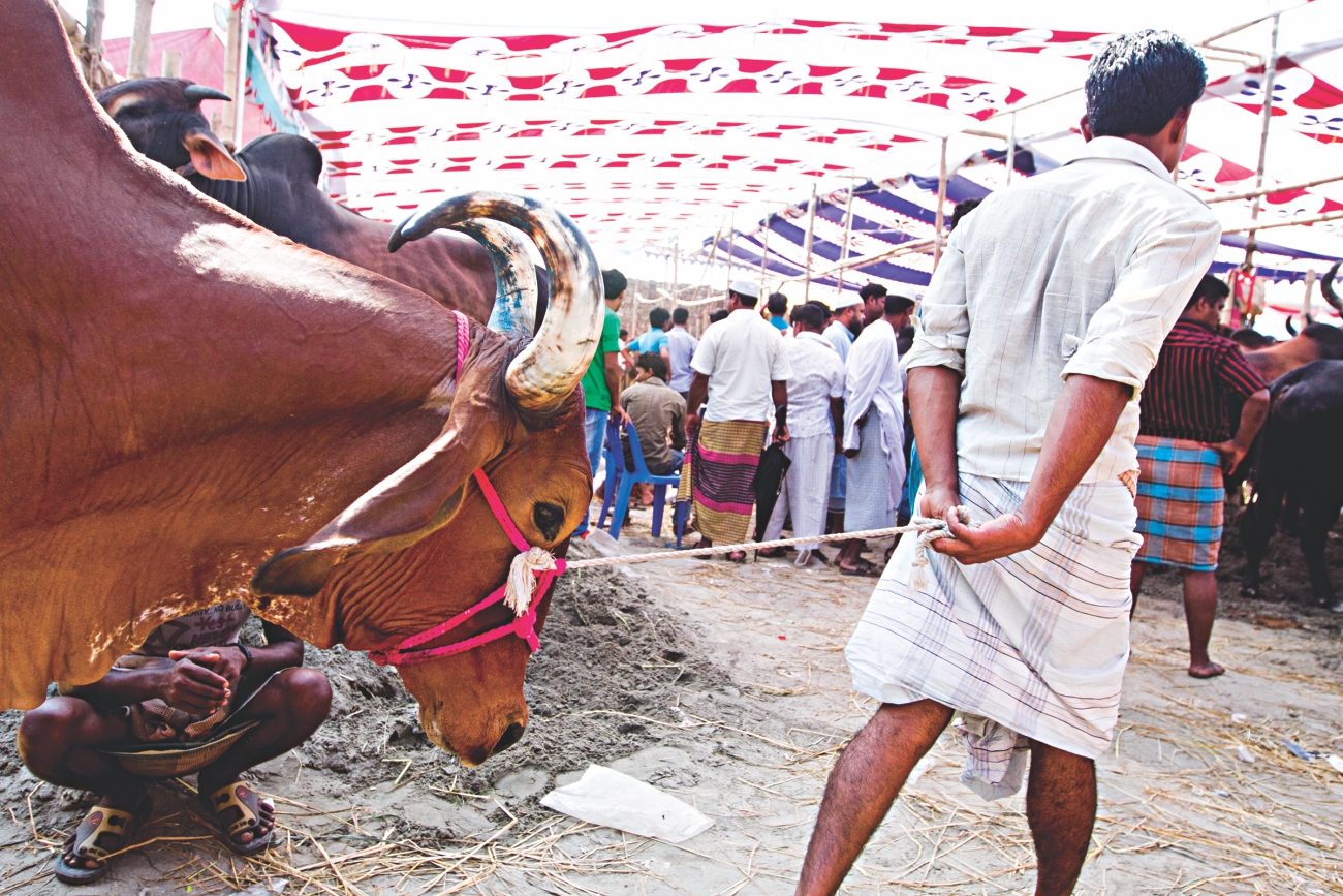 cow3_2.jpg