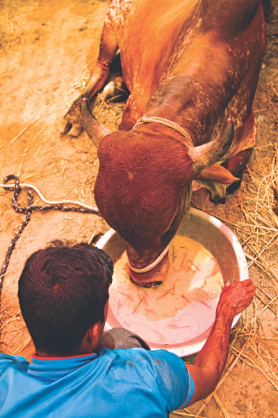 cow5_1.jpg