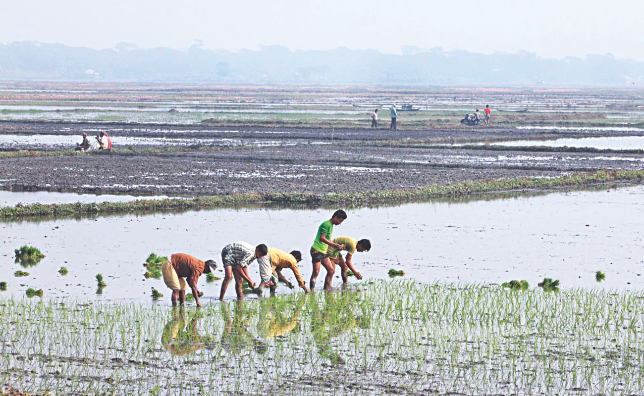 cultivation Boro paddy.jpg