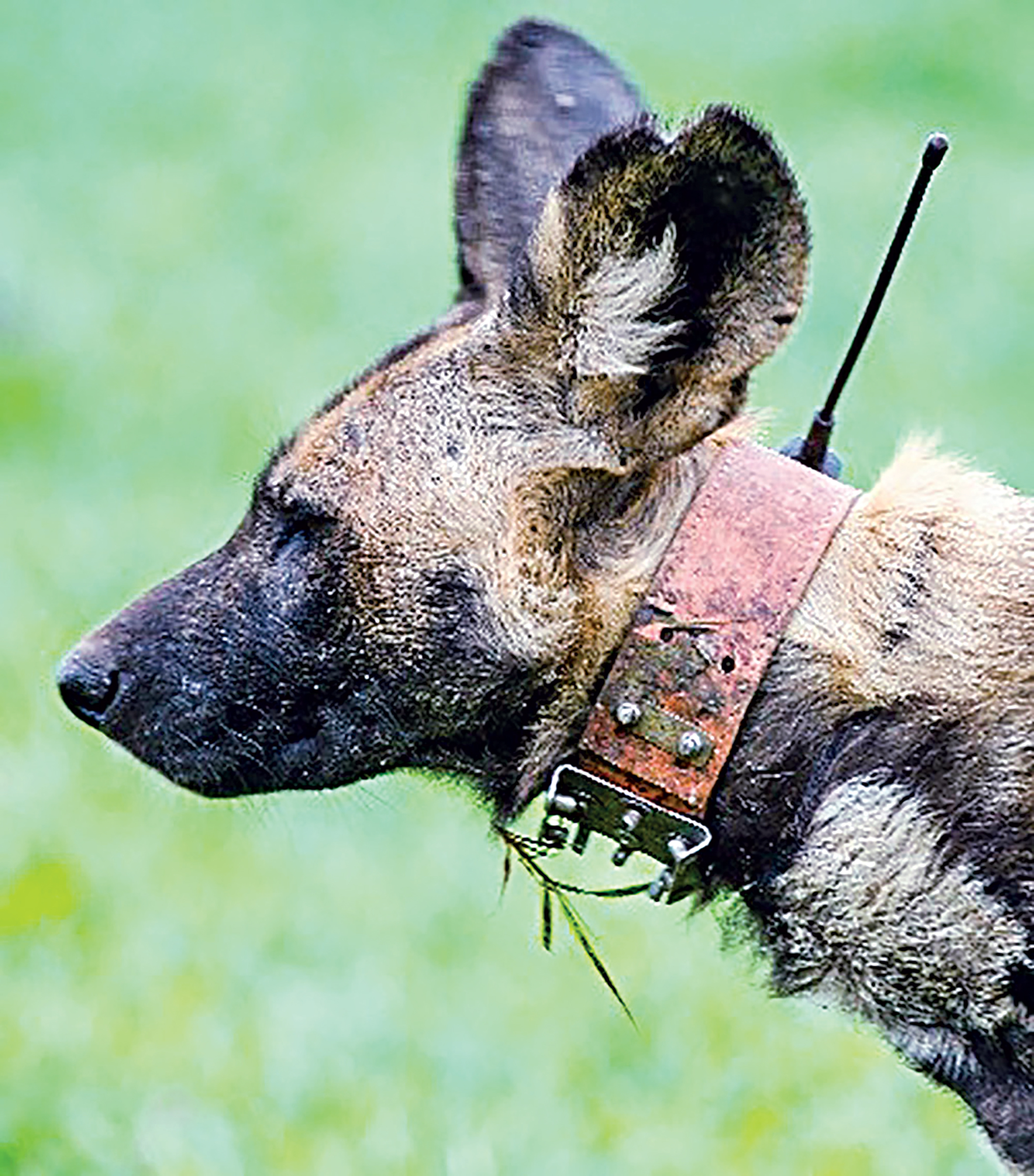 dog_7.jpg