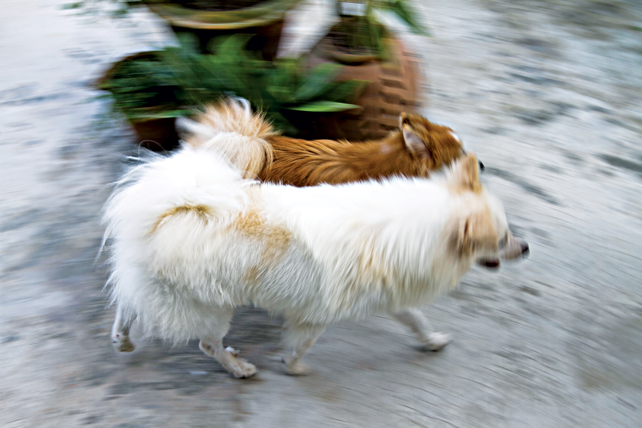 dog_8.jpg