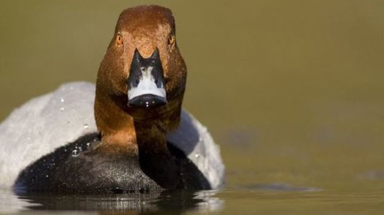duck.jpg