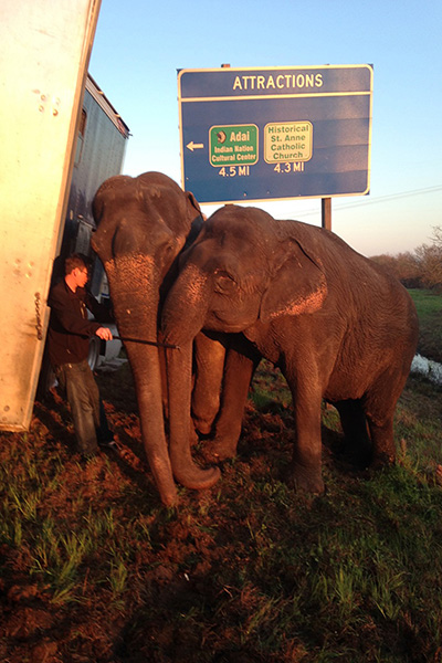 Two elephants rescue 18-wheeler