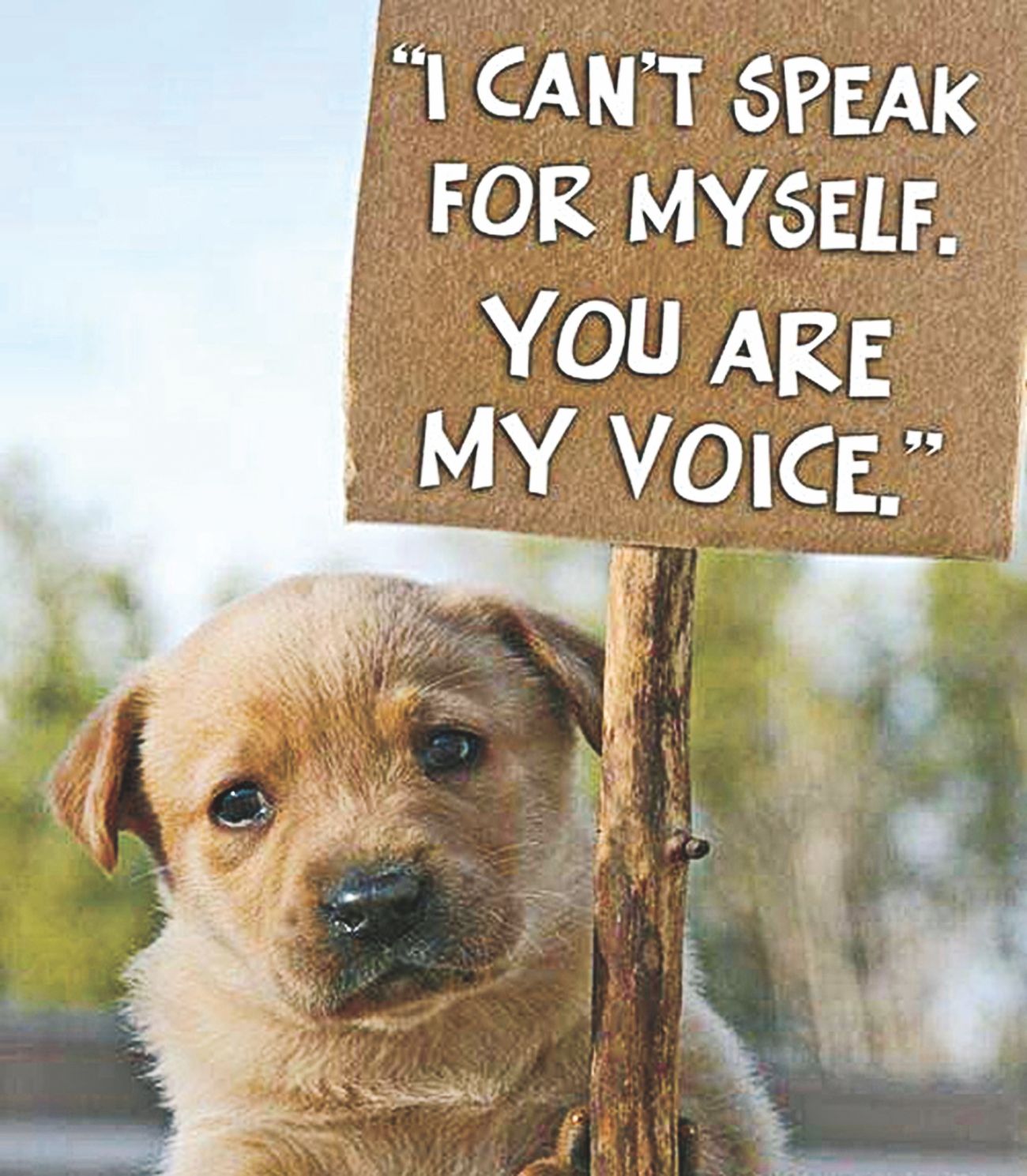Empathy, Abuse & Animals