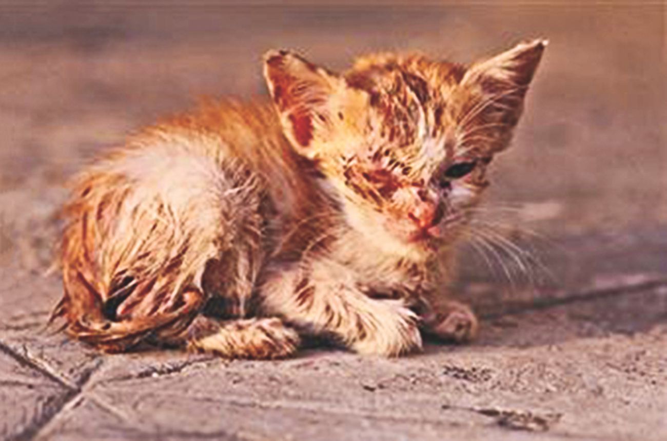 Empathy, Abuse & Animals