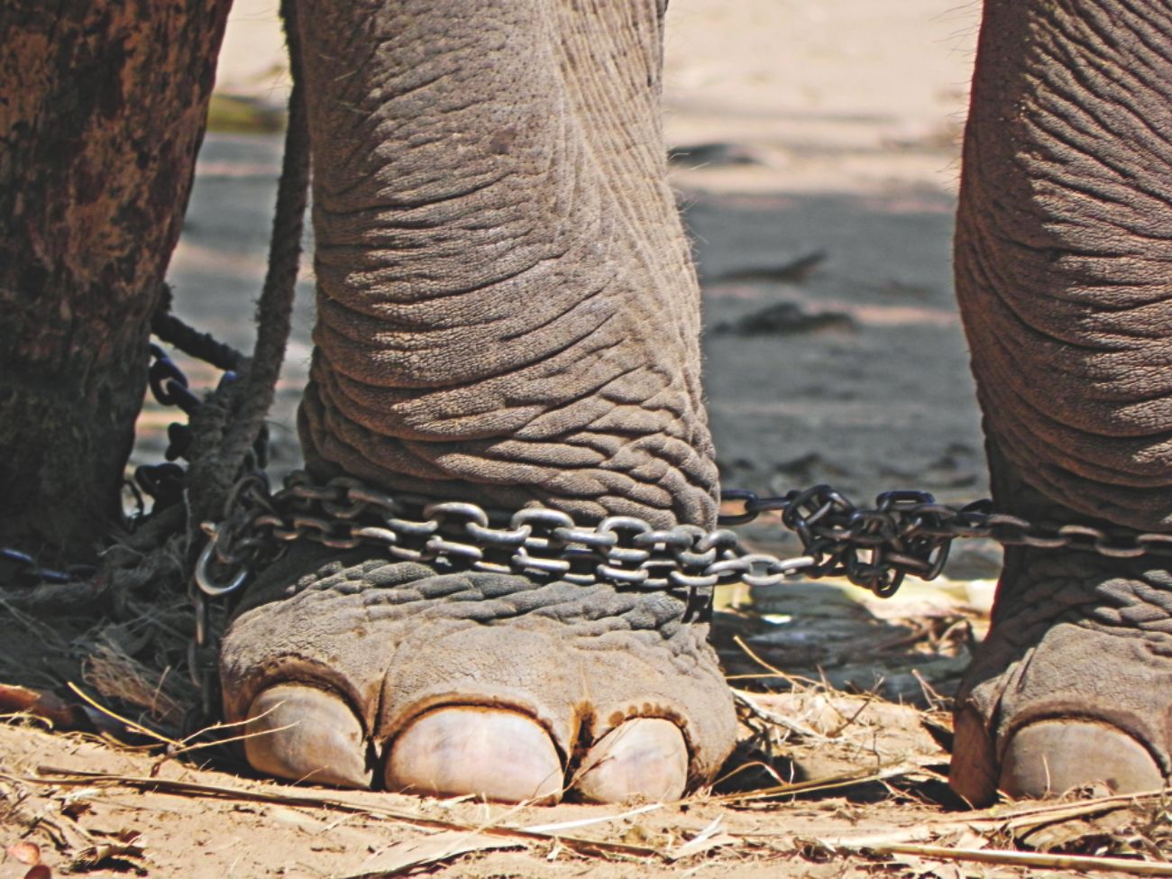 Empathy, Abuse & Animals