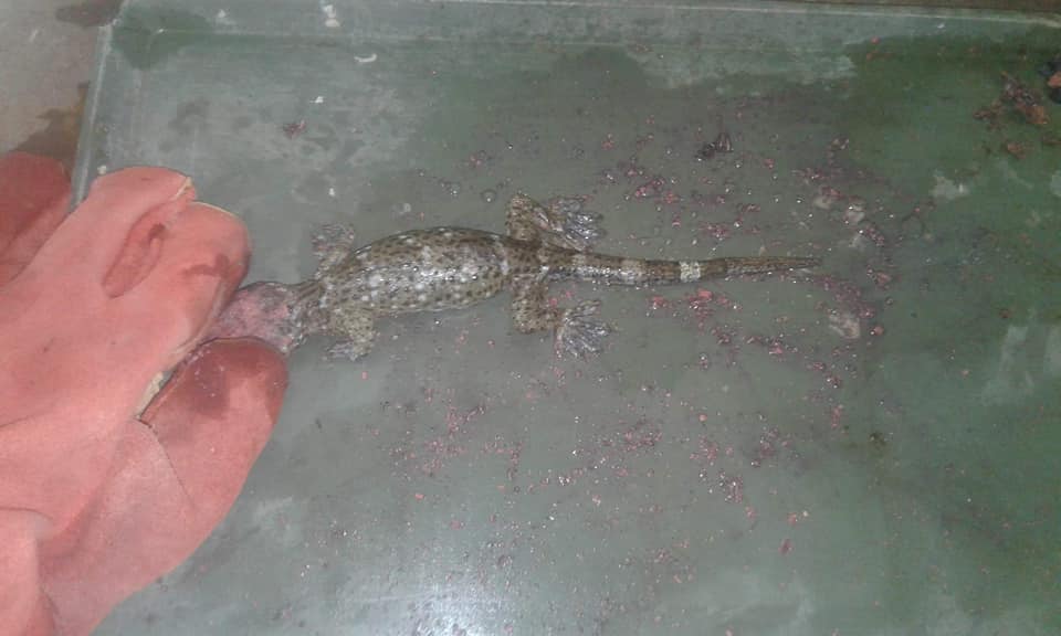 fake-pink-gecko-amallick_1.jpg