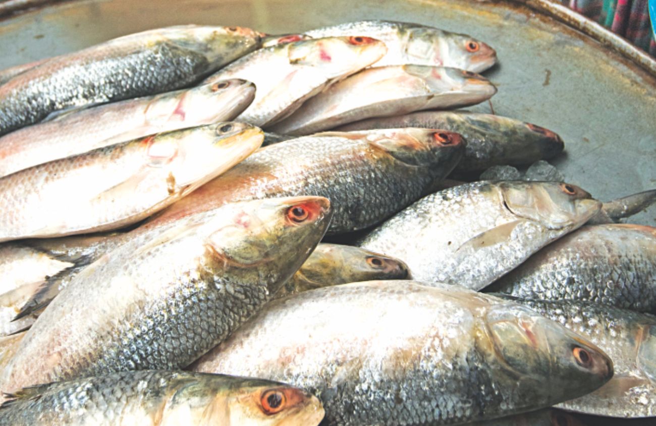 Fish fanatic's day out