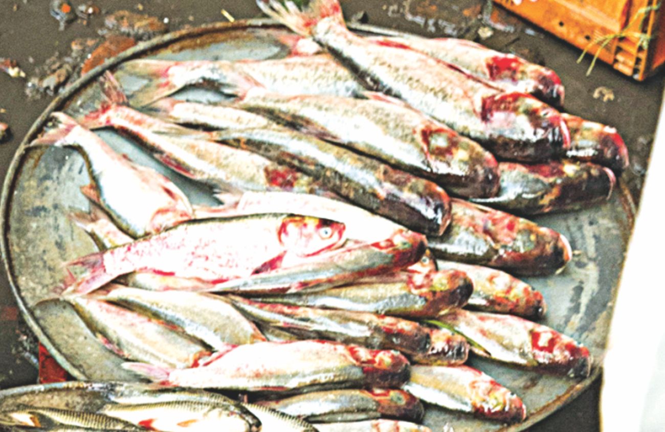 Fish fanatic's day out