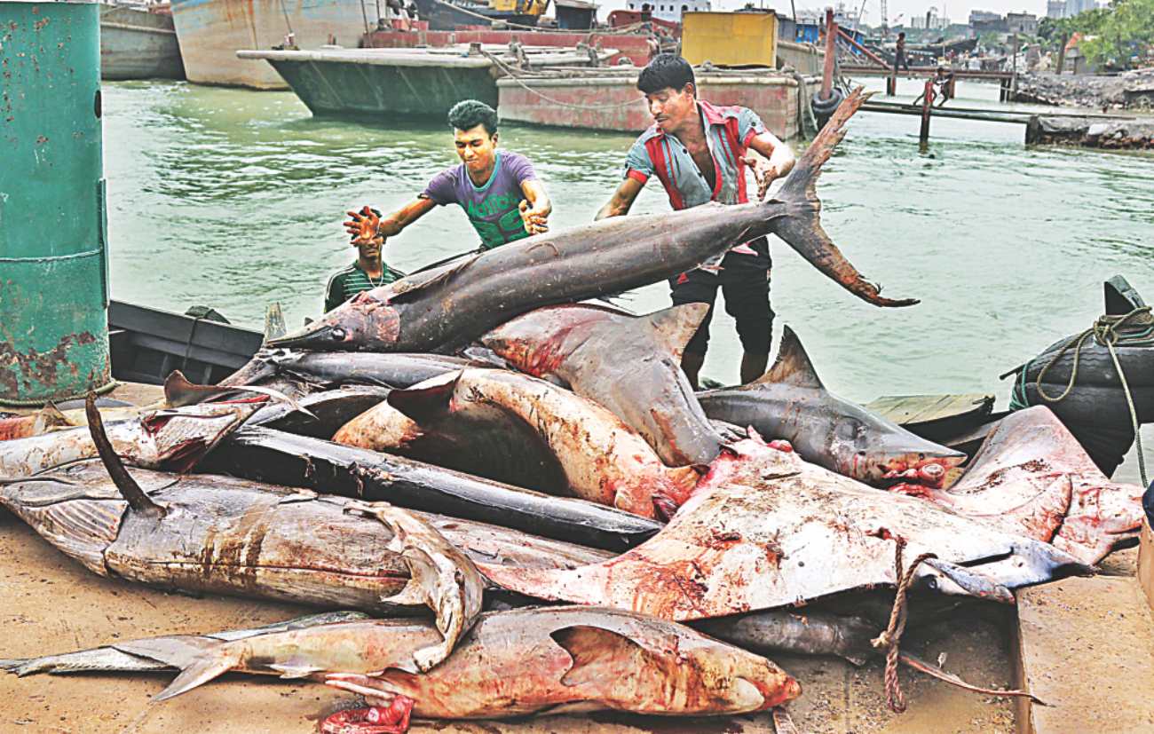Fisheryghat 3.jpg