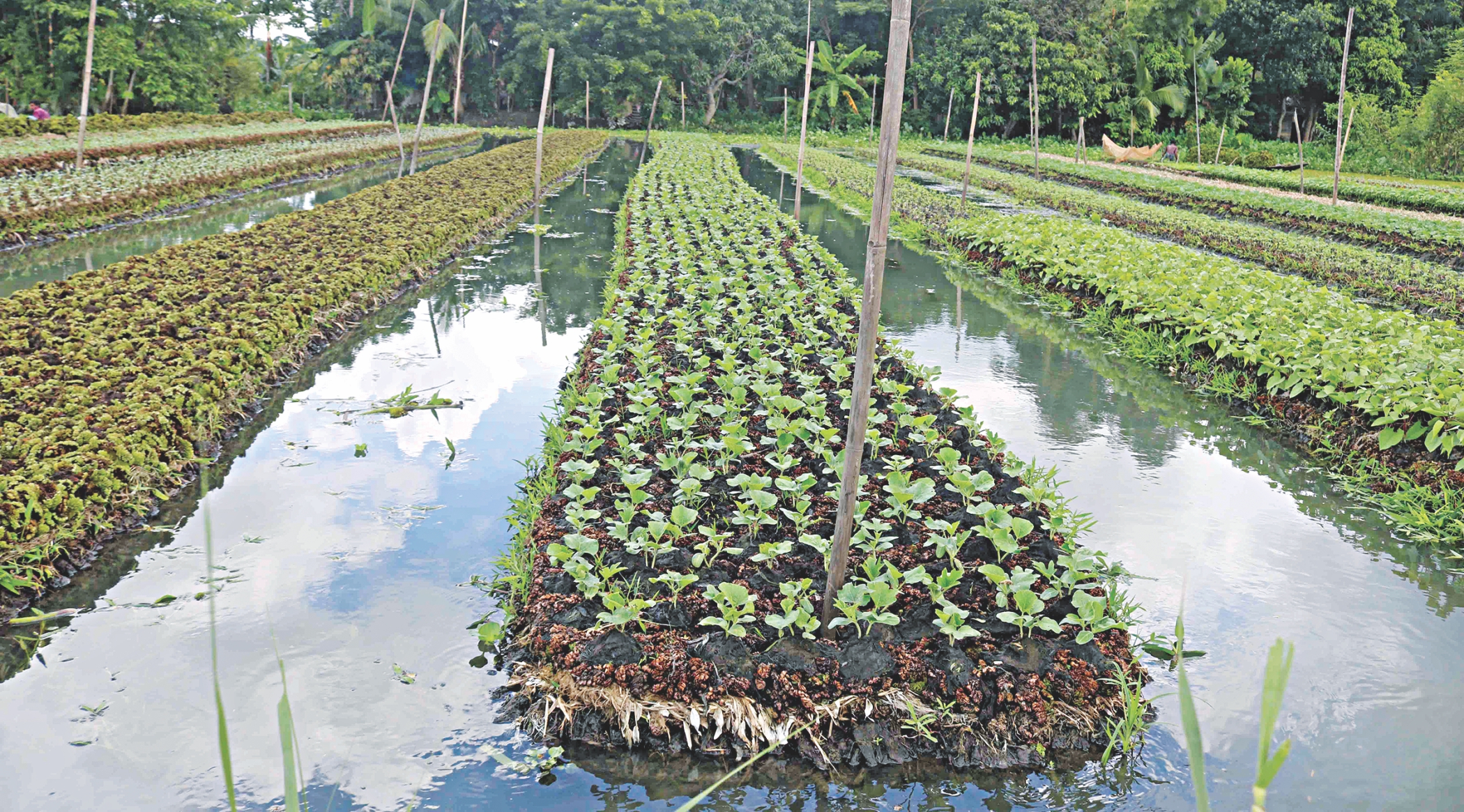 floating_agriculture_2.jpg