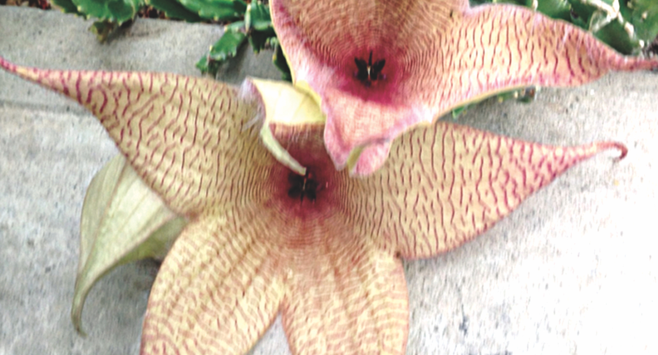 flower.jpg