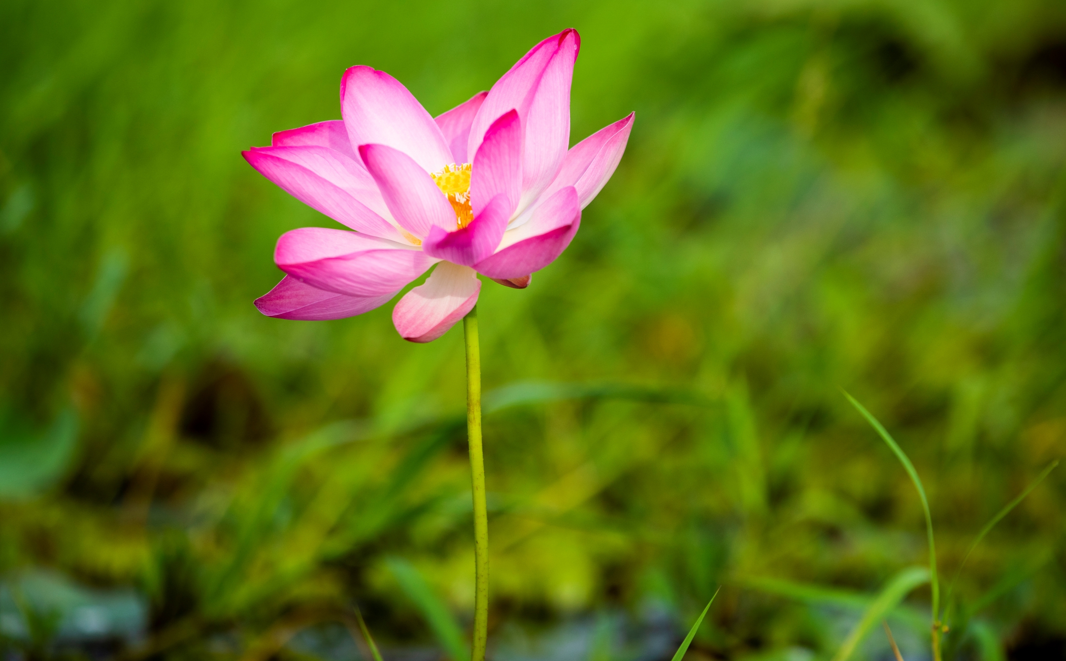flower1_1.jpg