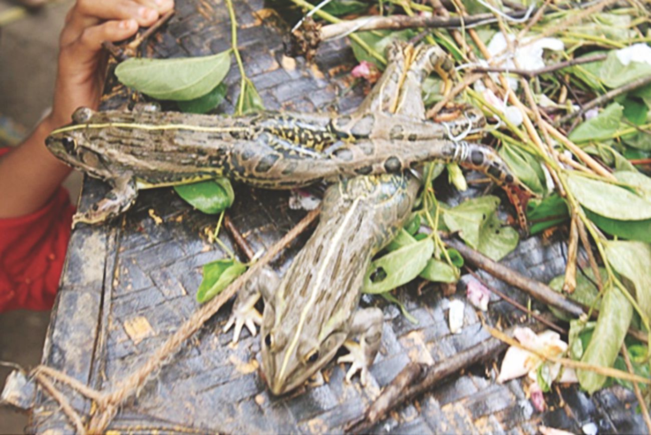 Frog wedding