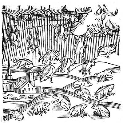 frogs.jpg