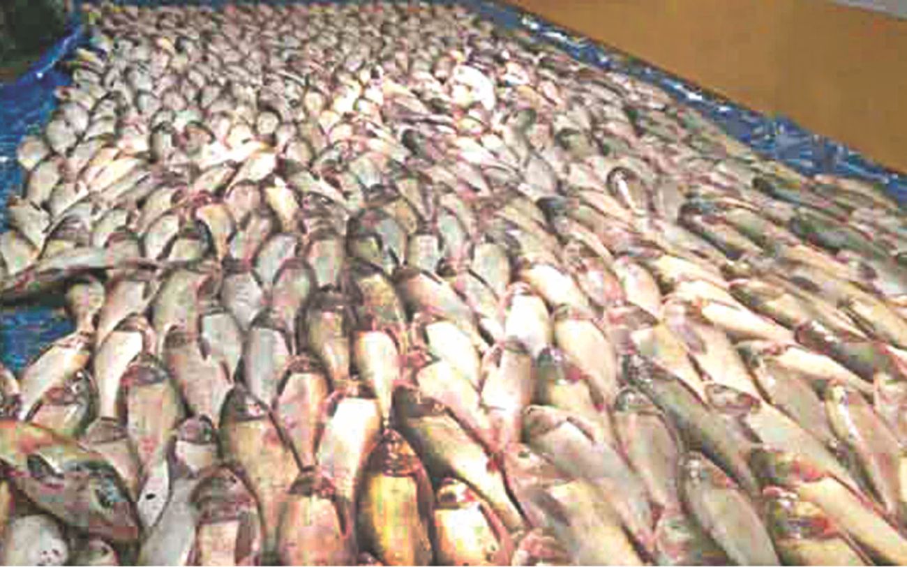 gala feast 2.jpg