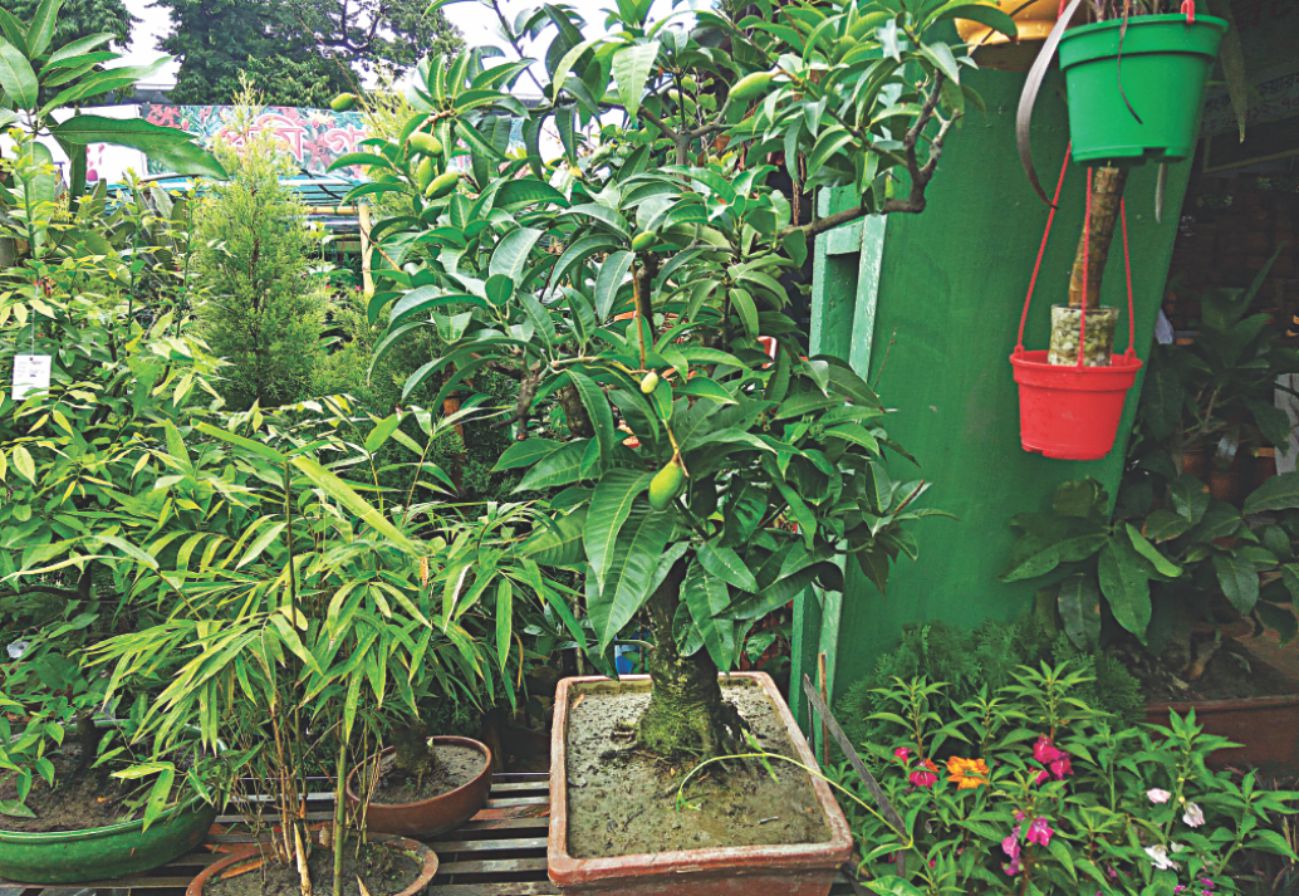 garden_2.jpg