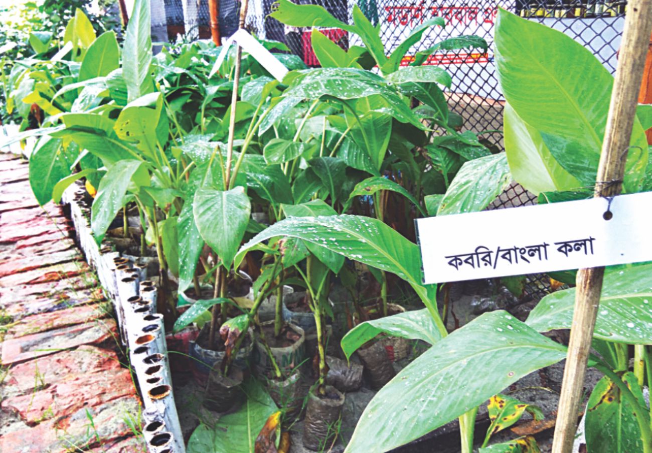 garden_3.jpg