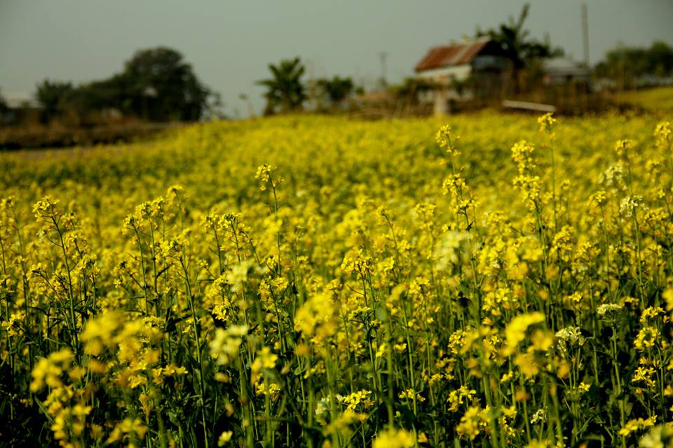 Gazipur 3.jpg